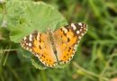 Conférence sur les insectes voyageurs