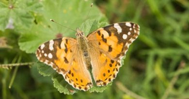 Conférence sur les insectes voyageurs