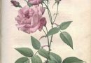 Festival Le Livre et la Correspondance « Histoire de la rose » au domaine de l&rsquo;Esparrou