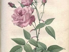 Festival Le Livre et la Correspondance « Histoire de la rose » au domaine de l&rsquo;Esparrou