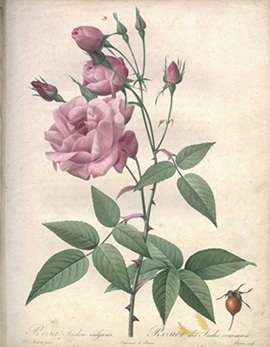 Festival Le Livre et la Correspondance « Histoire de la rose » au domaine de l&rsquo;Esparrou